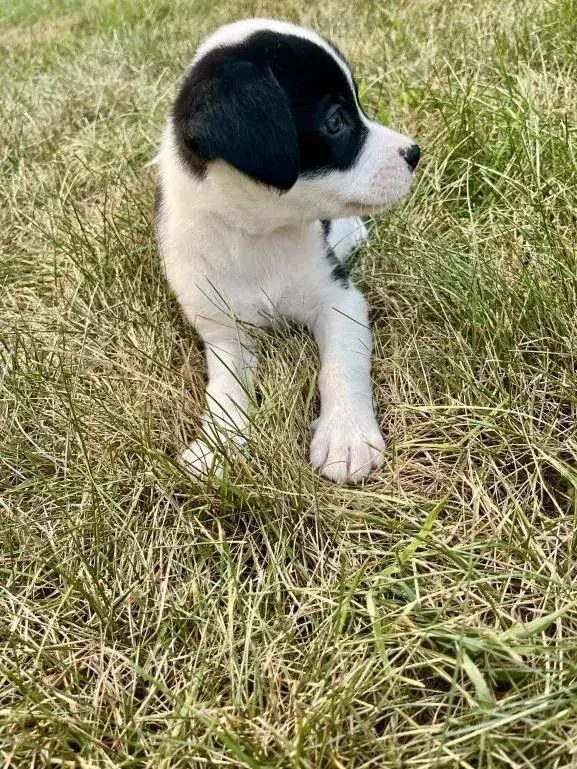 Mia