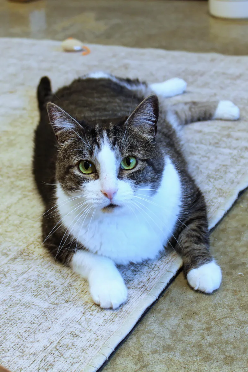 An adult large-sized male Tabby (Brown / Chocolate) Domestic Short Hair cat named Galaxy for adoption in Urbana, OH