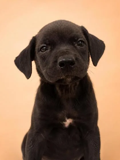 A young medium-sized male Labrador Retriever dog named Lennon for adoption in Gulfport, MS