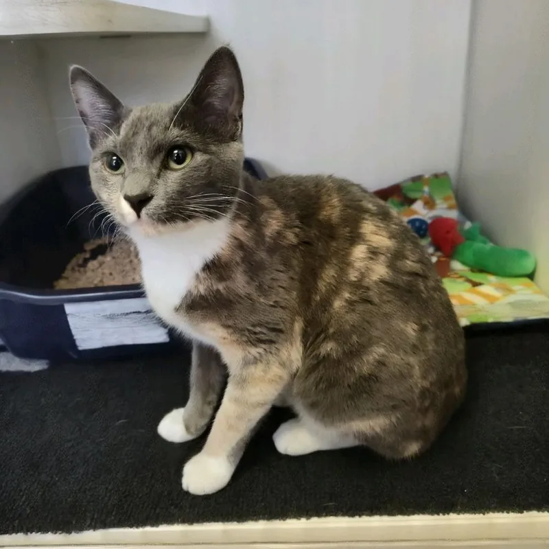 A young medium-sized female Calico Domestic Short Hair cat named Walene for adoption in Norfolk, NE