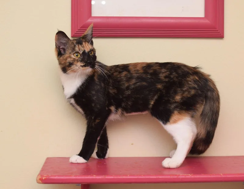A baby medium-sized female Maine Coon cat named Jessie for adoption in Hockessin, DE