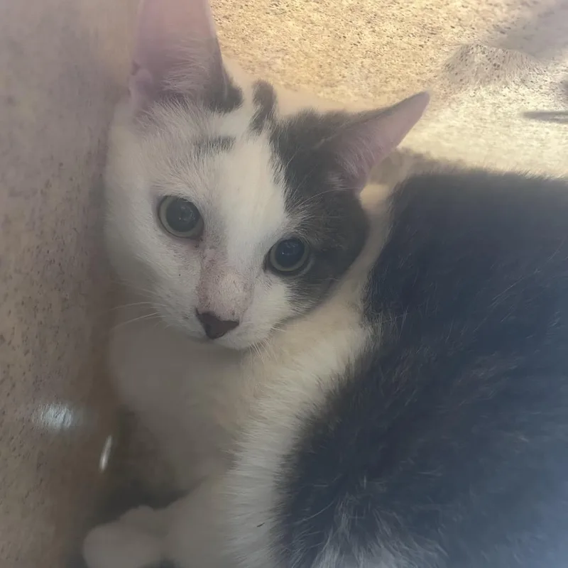 An adult large-sized male White Domestic Short Hair cat named Tyson Mikes for adoption in Philadelphia, PA