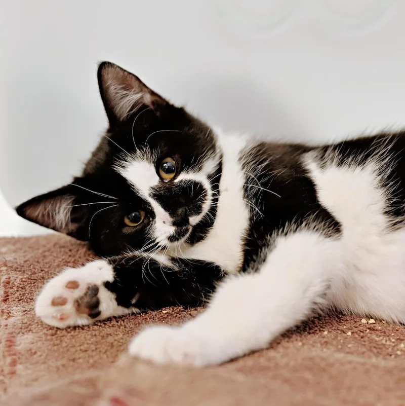 A baby medium-sized female Domestic Short Hair cat named Margot  Attorney At for adoption in Shoreline, WA