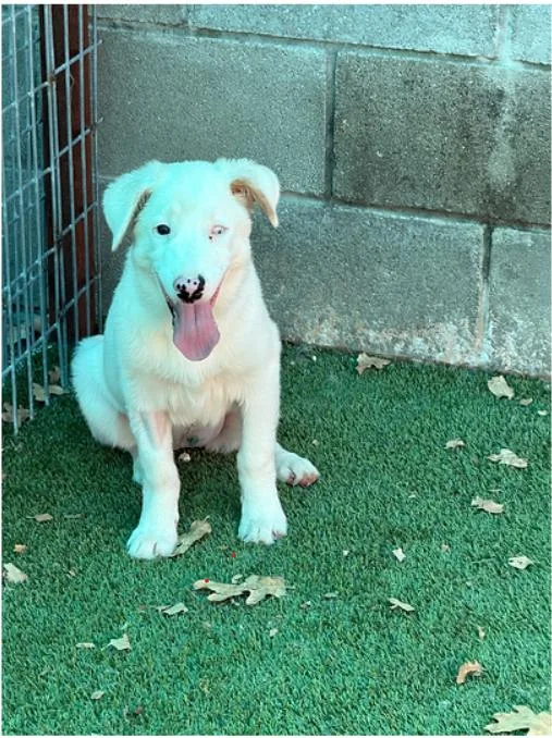 A young medium-sized female Mixed Breed dog named Phoebe for adoption in Granbury, TX