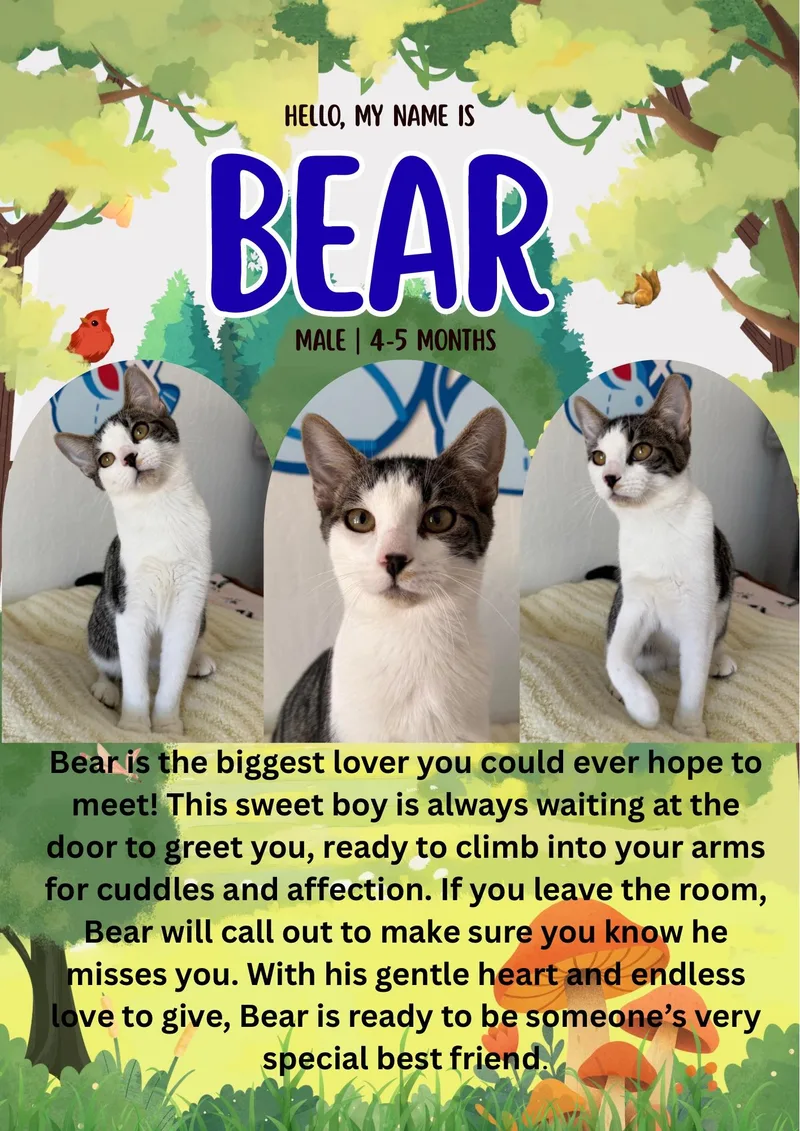 A baby medium-sized male Domestic Short Hair cat named Bear for adoption in Fresno, CA