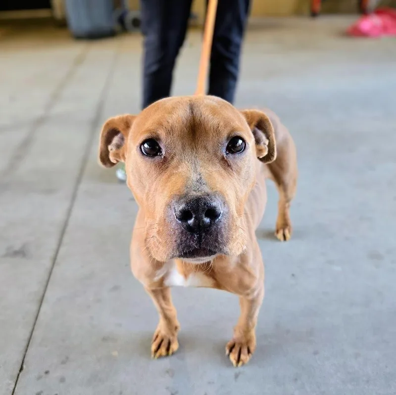 An adult medium-sized female Mixed Breed dog named Maria for adoption in Douglasville, GA
