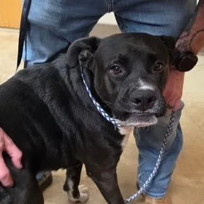 An adult large-sized male Black Boxer dog named Maximus U for adoption in Tupelo, MS