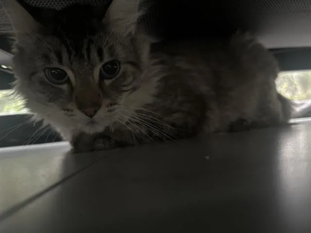 An adult medium-sized male Domestic Long Hair cat named Usok for adoption in Kent, WA