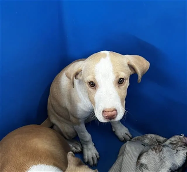 A baby large-sized female Mixed Breed dog named Holly for adoption in Dallas, TX