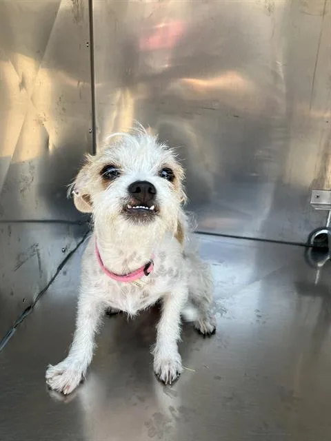 A young small-sized female Mixed Breed dog named Bunny for adoption in Dallas, TX