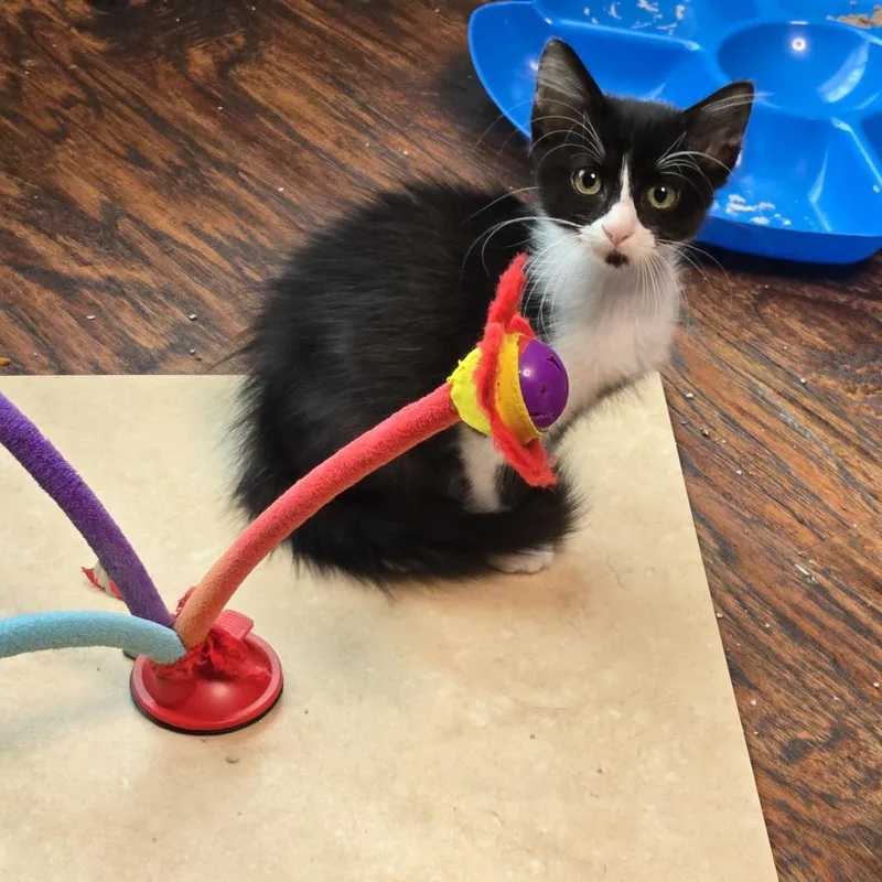 A baby small-sized male Black Domestic Short Hair cat named Dap for adoption in San Antonio, TX