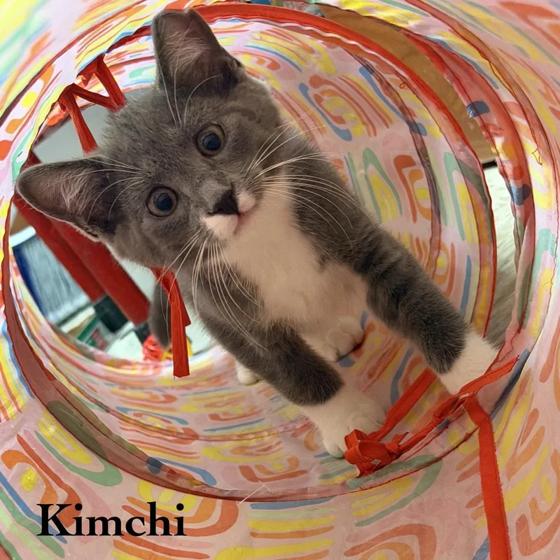 A young medium-sized male Gray & White Domestic Short Hair cat named Kimchi for adoption in Spring Lake, NJ