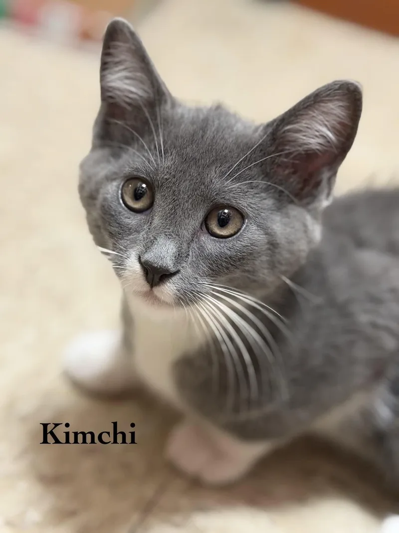 Kimchi thumbnail 2