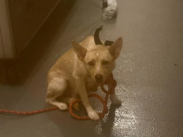 A young medium-sized female Australian Cattle Dog / Blue Heeler dog named Ember for adoption in Panama City, FL