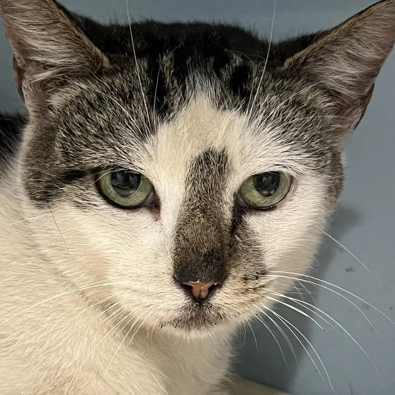 An adult medium-sized female White Domestic Short Hair cat named Aunt Gladys for adoption in Chattanooga, TN