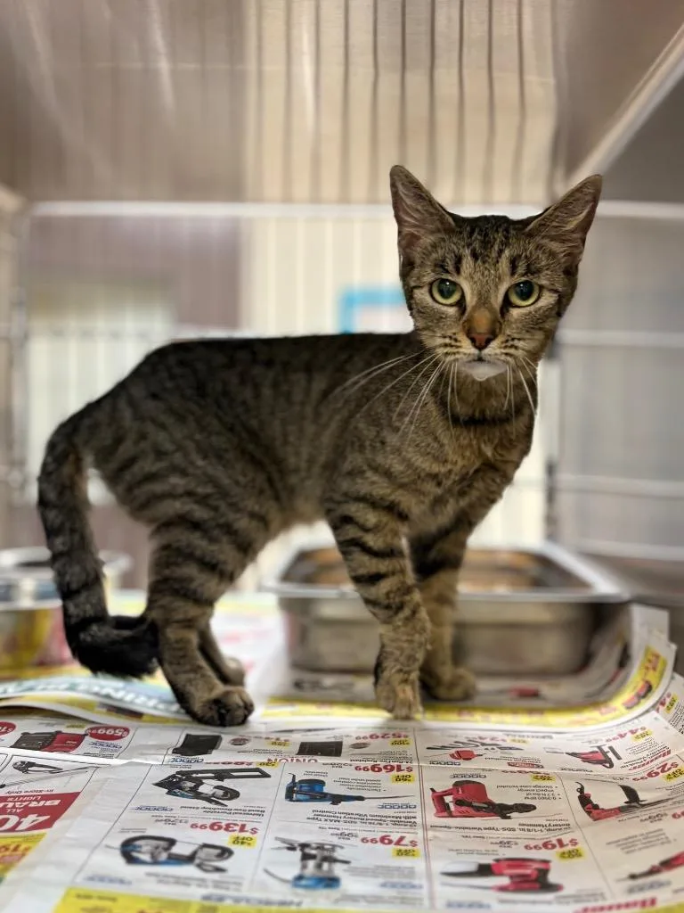 A young large-sized female Tabby cat named Karen for adoption in Nacogdoches, TX