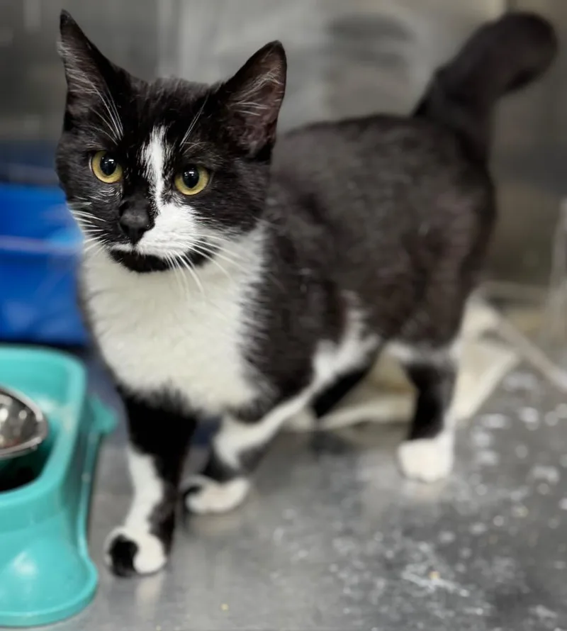 A baby medium-sized female Domestic Short Hair cat named Checkers for adoption in Danielsville, GA
