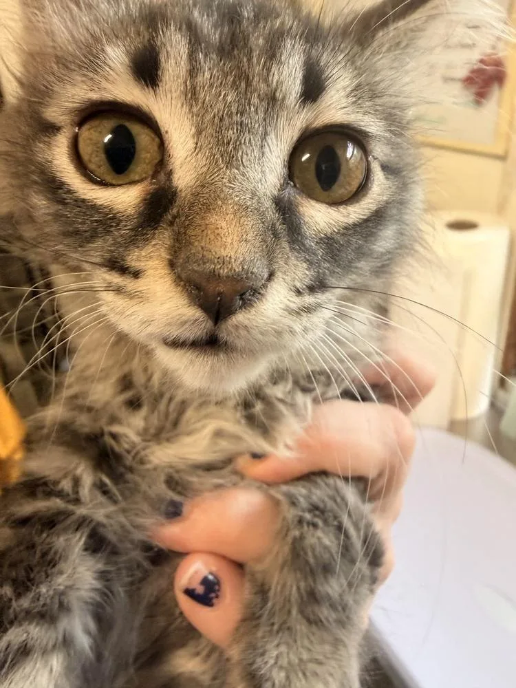 A baby small-sized male Domestic Medium Hair cat named Cat Cafe Happy Thought for adoption in Topeka, KS