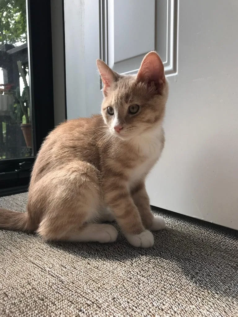 A baby medium-sized male Domestic Short Hair cat named Bonbon for adoption in Youngsville, NC