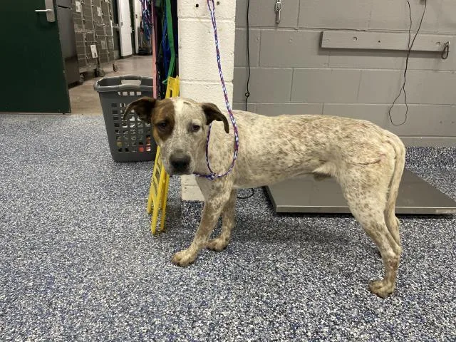 A young large-sized male Australian Cattle Dog / Blue Heeler dog named A for adoption in Thousand Palms, CA