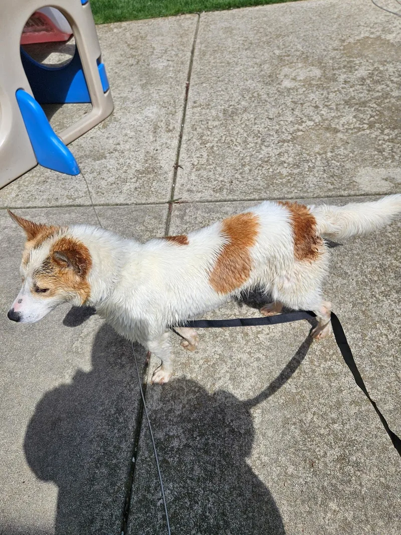 An adult medium-sized male White / Cream Terrier dog named Winston for adoption in Plainfield, IL
