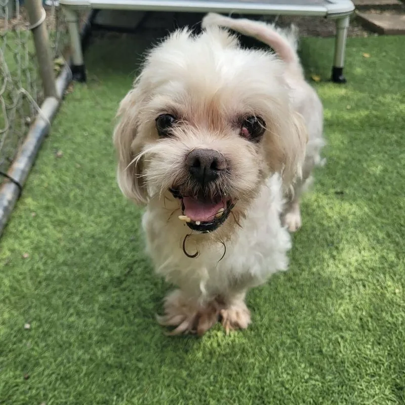 A senior small-sized male Shih Tzu dog named Larry for adoption in Groveland, MA