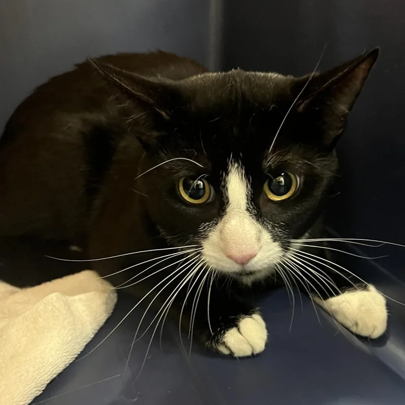 An adult large-sized male Black Domestic Short Hair cat named Mikey for adoption in Oak Park, IL