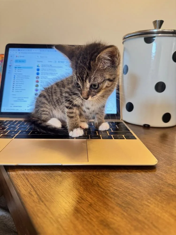 A baby small-sized female Black Domestic Short Hair cat named Jane Doe for adoption in New York, NY