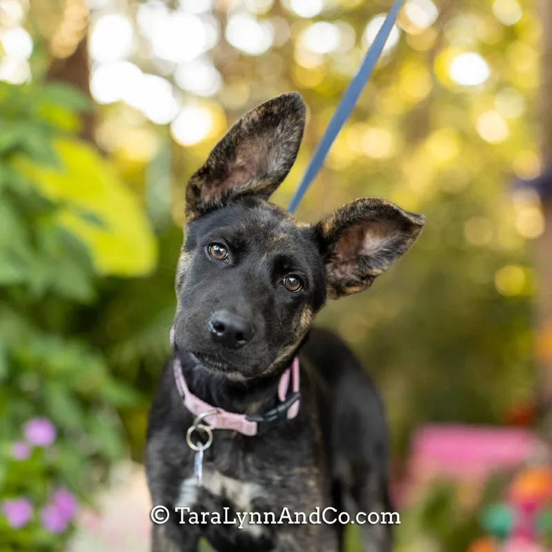 A baby small-sized female Shepherd dog named Pilsner for adoption in Wake Forest, NC