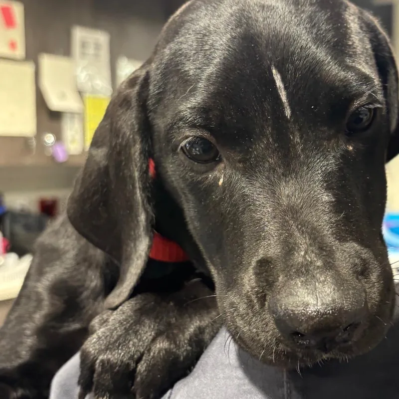 A baby medium-sized female Black Labrador Retriever dog named Lexi for adoption in Tampa, FL