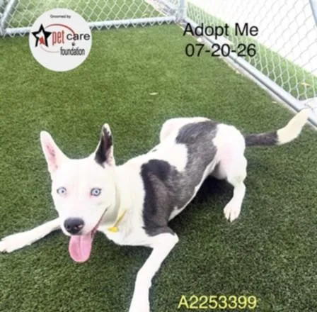 A young medium-sized female Pit Bull Terrier dog named Mystic for adoption in Los Angeles, CA