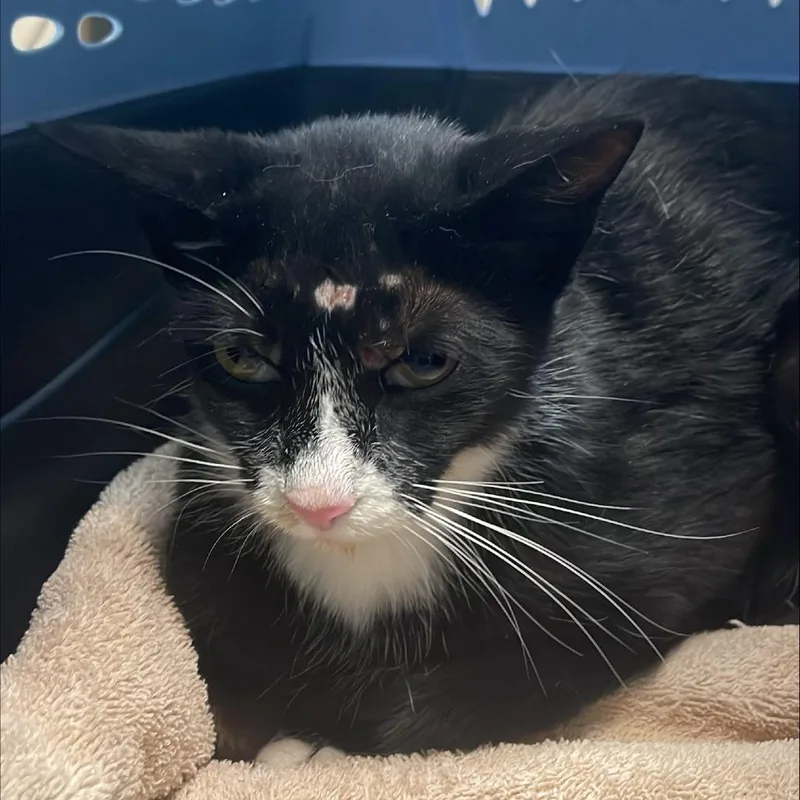 An adult medium-sized female Black Domestic Short Hair cat named Sabrina for adoption in Tacoma, WA