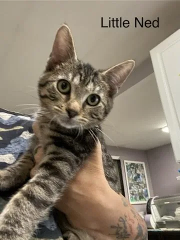 A baby medium-sized male Tabby (Gray / Blue / Silver) Tabby cat named Little Ned for adoption in New Richmond, WI
