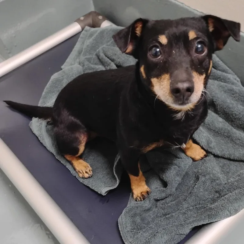 An adult small-sized male Black Chihuahua dog named Toby for adoption in Pleasanton, CA