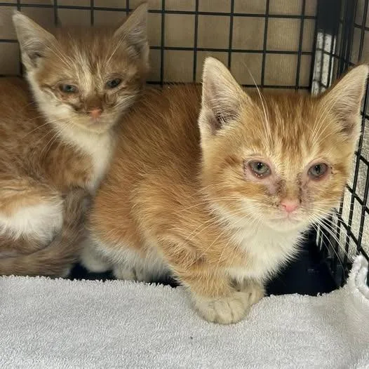 A baby small-sized male Orange / Red Domestic Short Hair cat named Rowley for adoption in Bristol, IN