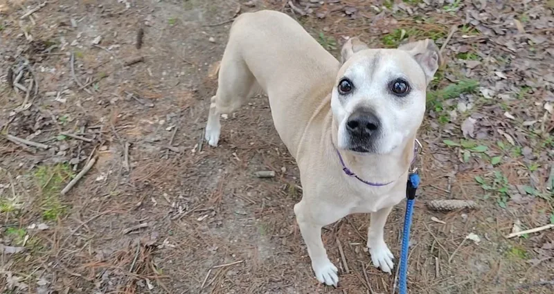 An adult medium-sized female Mixed Breed dog named Maggie for adoption in Osseo, MI