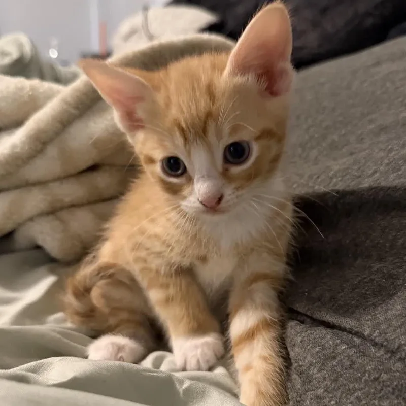 A baby small-sized male Orange / Red Domestic Short Hair cat named Garfield for adoption in North Canton, OH