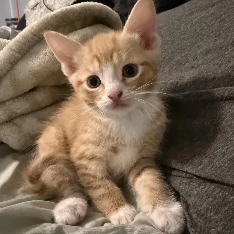 Garfield thumbnail 2