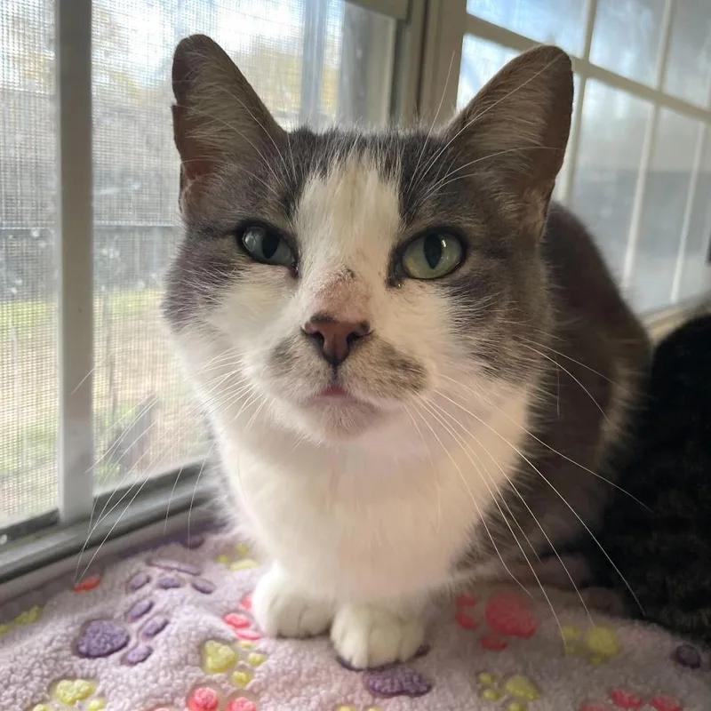 An adult medium-sized female Gray / Blue / Silver Domestic Short Hair cat named Lantern Fly for adoption in Carencro, LA