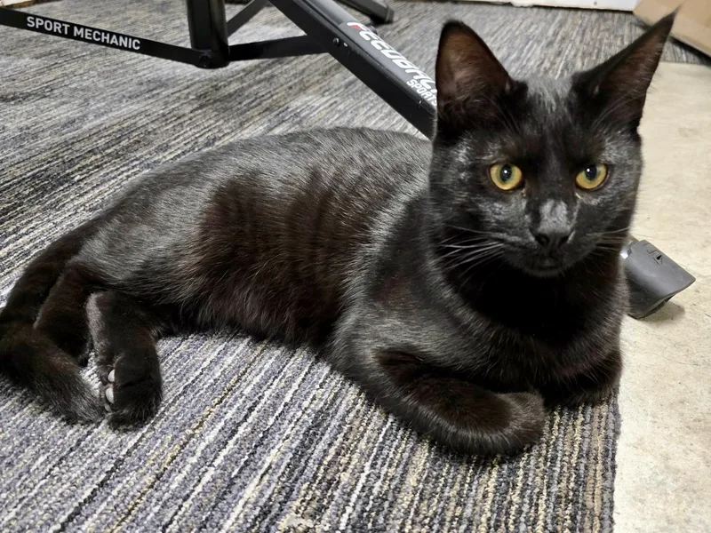A young medium-sized female Bombay cat named Stella  darling & for adoption in Bonney Lake, WA