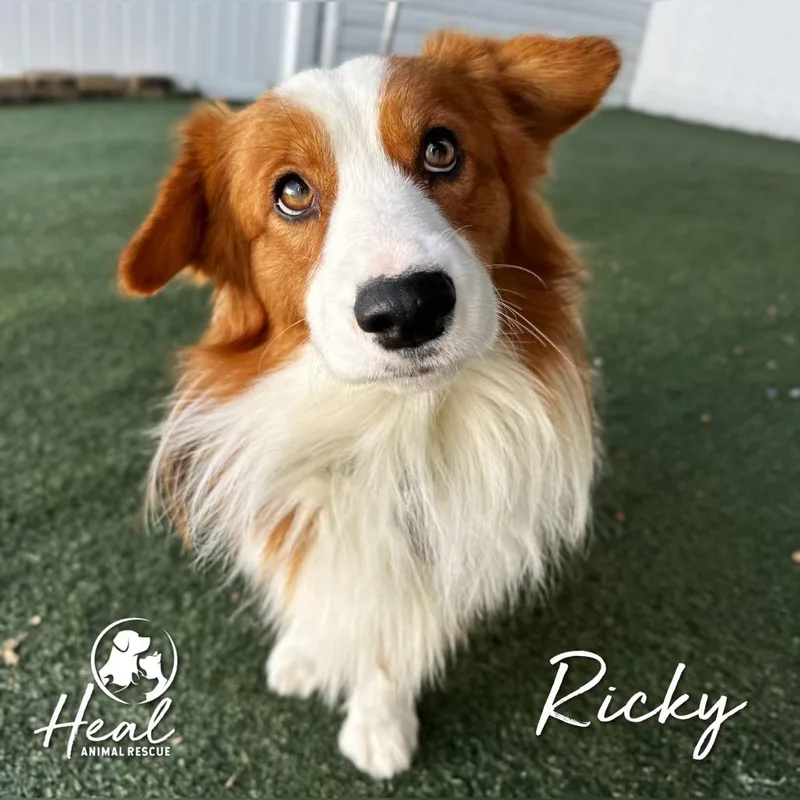 An adult medium-sized male Golden Shetland Sheepdog / Sheltie dog named Ricky for adoption in Youngwood, PA