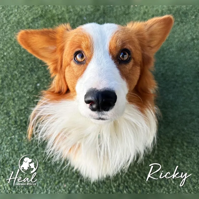 Ricky thumbnail 2