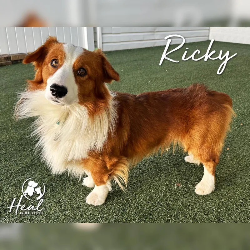 Ricky thumbnail 3