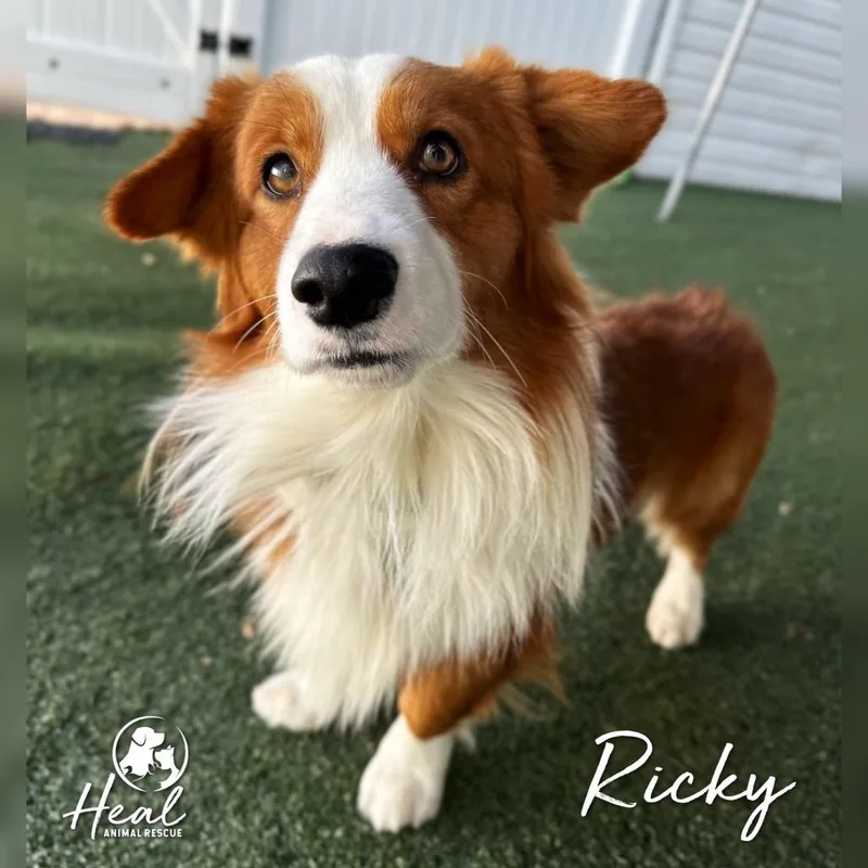 Ricky thumbnail 4