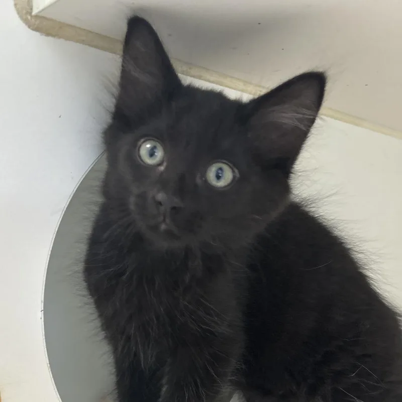 A baby small-sized male Domestic Medium Hair cat named Bobby for adoption in Naperville, IL