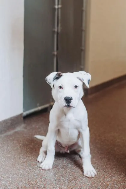 A young medium-sized male American Staffordshire Terrier dog named a Ray Ray for adoption in North Charleston, SC