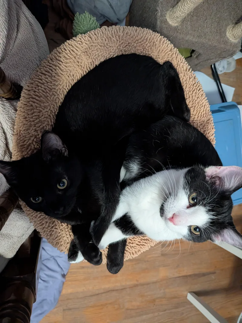 Rigatoni thumbnail 2