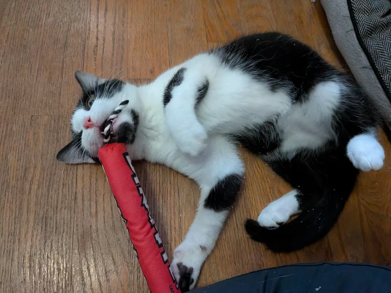 Rigatoni thumbnail 3