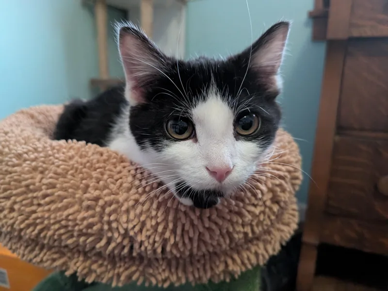 Rigatoni thumbnail 4