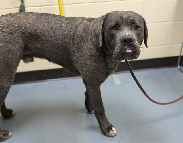 An adult extra large-sized male Cane Corso dog named Brimsley for adoption in Denver, CO